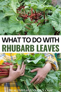 what to do with rhubarb leaves in the garden and how to use it