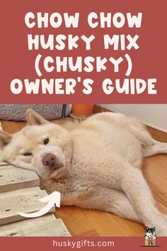 Chow Chow Husky Mix (Chusky): Owner’s Guide Chow Mix Dog, Chow Chow Mixed With Husky, Chow Chow Mix Dog, Boxer Husky Mix Dogs