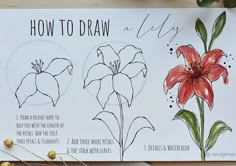 the instructions for how to draw a lily