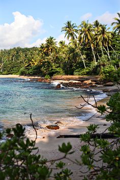 the beach is surrounded by palm trees and blue water with waves coming in from the shore