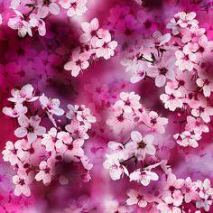 pink and white flowers on a purple background