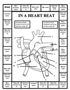 diagram of the heart with labels on it