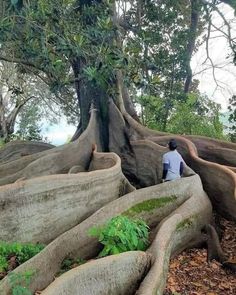 a person sitting on top of a large tree trunk in the forest with lots of roots