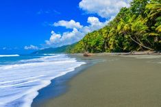 the beach is lined with palm trees and waves