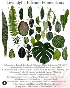 a poster with different types of plants and leaves on it's sides, all labeled in numbers