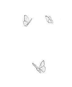 three butterflies flying in the air on a white background