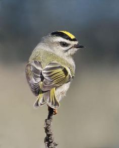 a small yellow and gray bird perched on a twig with its wings spread out