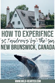 a whale jumping out of the water in front of a house with text overlaying how to experience st andrews by the sea, new brunswickck, canada