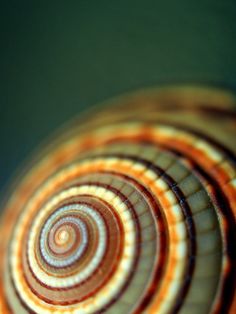 a close up view of an orange and white spiral