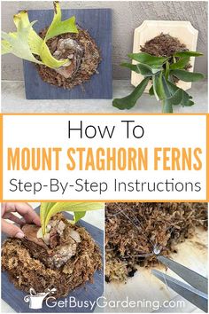 how to mount staghorn ferns step by step instructions