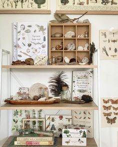 the shelves are filled with different types of insect specimens and cards on them, along with other items