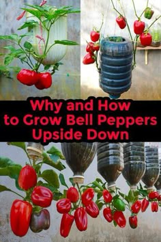 Unlock the secrets of growing bell peppers upside down! This guide offers innovative, space-saving techniques for urban gardeners. Learn how to create your own hanging bell pepper planters, perfect for small spaces like balconies, and enjoy a fresh, vibrant harvest. How To Grow Tomatoes Upside Down, Diy Upside Down Tomato Planter, Tomatoe Gardening Ideas, Grow Tomatoes Upside Down Diy, Growing Tomatoes Upside Down, Hanging Tomatoes Upside Down, Growing Peppers In Pots, Grow Bell Peppers, Upside Down Tomato Planter