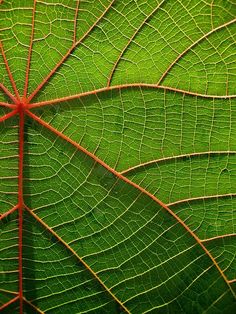 the underside of a large green leaf with red veining on it's edges