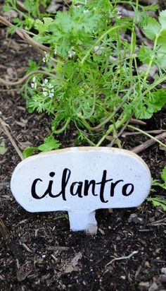 a sign that says cilantro on it sitting in the dirt next to some plants