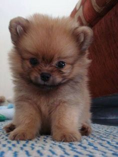 a small brown dog sitting on top of a bed