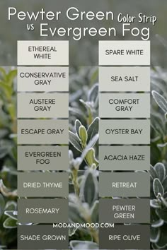 the different types of evergreens are shown in this graphic above it's description