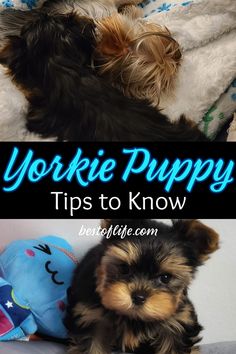 yorkie puppies laying on top of a bed with the words yorkie puppy tips to know