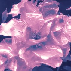 some pink flowers are blooming in the dark blue background with light coming through them