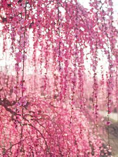 pink flowers hanging from the branches of a tree