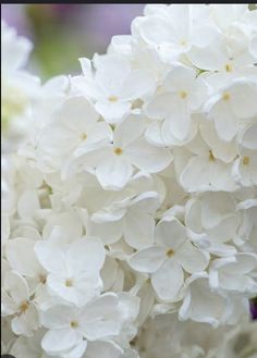 white flowers are blooming all over the place