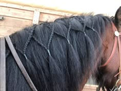 a close up of a horse with braids on it's face