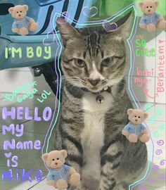 a cat sitting in front of a mirror with teddy bears on it