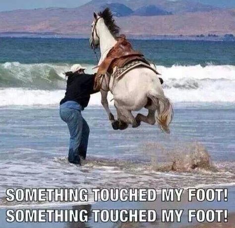 Humor Animal, Horse Jokes, Funny Horses, Animals Photos, Funny Animal Quotes, Horse Quotes, Funny Horse, Funny Animal Jokes, Funny Animal Memes