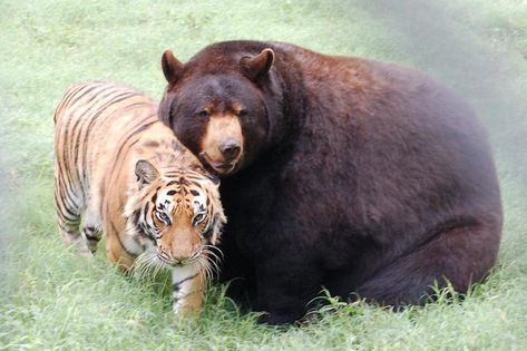 Tiger And Cat Together, Skoggy Bear, Tiger And Bear, Bear And Cat, Tiger Quotes, Live Peacefully, Funny Tiger, Noahs Ark Animals, American Black Bear