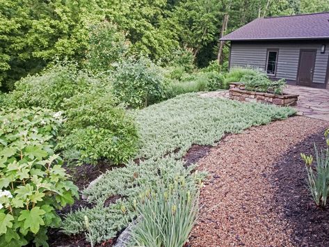 Lawn Alternatives For Shade - Grass Alternatives For Shady Yards Grass Alternatives, Lawn Alternative, Grass Alternative, Shade Grass, Sweet Woodruff, Lawn Alternatives, Japanese Forest, Backyard Shade, Shade Perennials