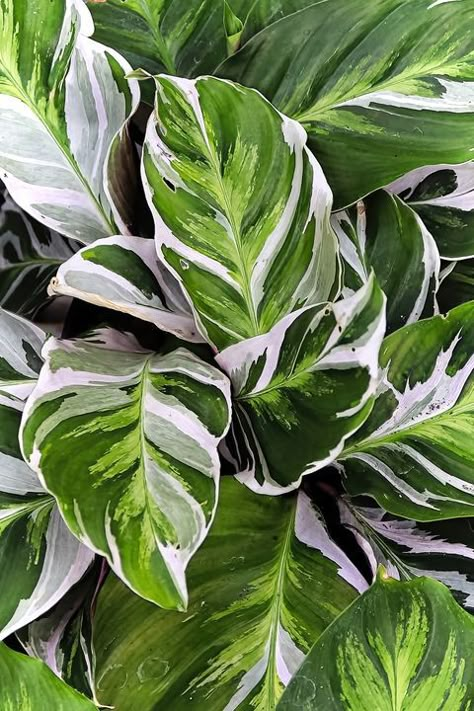 Foliage Plants Indoor, Peacock Calathea, Calathea White Fusion, Foliage Art, Peacock Plant, Zebra Plant, Calathea Plant, Bright Indirect Light, Indoor Trees