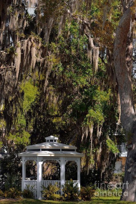 Mount Dora Florida, Southern Gothic Aesthetic, Southern Aesthetic, San Myshuno, Mount Dora, Willow Creek, Spanish Moss, Southern Gothic, Destin Florida