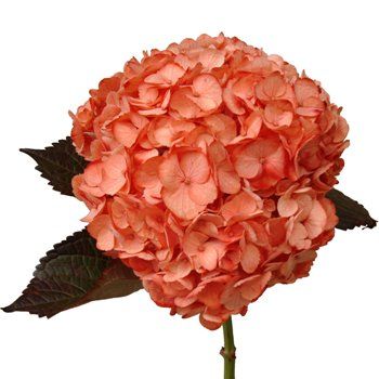 Pretty peach #hydrangeas Peach Hydrangea, Salmon Peach, Hydrangea Bouquet, Coral Navy, Coral Wedding, Coral Flowers, Coral Peach, Hydrangea Flower, Centerpiece Ideas