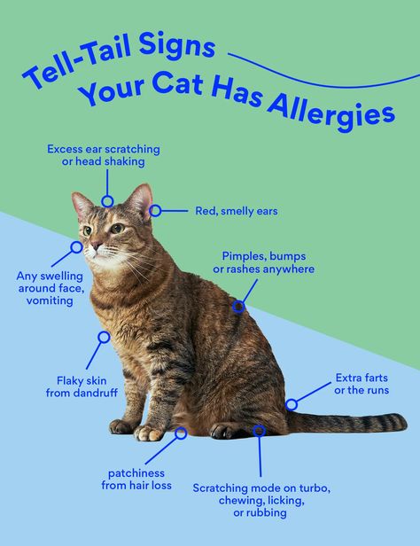 Cat Allergy Medicine: What Can I Give My Cat for Allergies? | BeChewy Cat Allergy, Swollen Lips, Cat Sneezing, Cat Medicine, Cat Health Problems, Dieter F Uchtdorf, Carpet Diy, Natural Cat Food, Allergic To Dogs