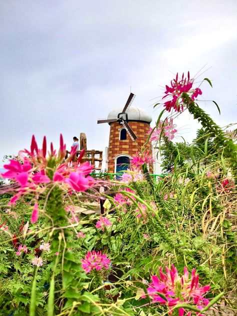 The picture captures a natural view of greens and pink flowers. In the back there's a small windmill facing the cloudy sky Sirao Garden Cebu, Cozy Homestead, Cebu City Philippines, Homestead Ideas, Cebu City, Cebu, Asia Travel, Manila, Flower Garden