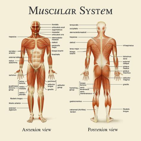 Major Muscles Anatomy, Muscles Of The Body Human Anatomy, Muscular Skeletal System, Muscoskeletal System, Muscular System Drawing, Muscular System Project, Massage Anatomy, Muscular System Labeled, Skeletal Muscle Anatomy