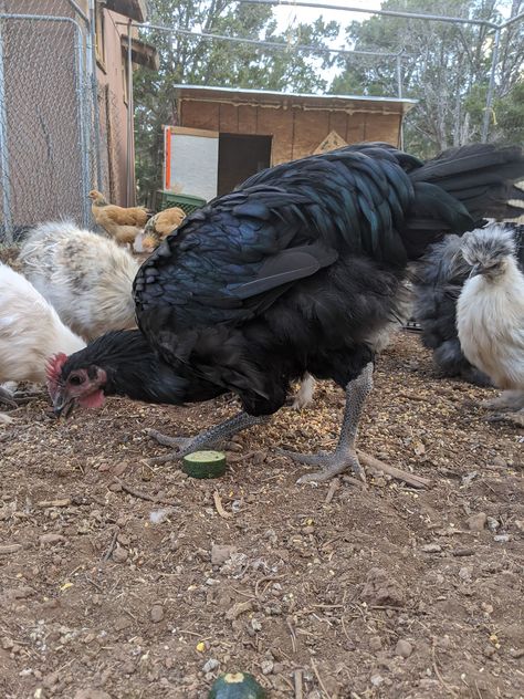 The Jersey Giant is an American breed domestic chicken and it is the biggest chicken breed in the world. It was created in the 19th century with the intent of replacing turkeys. Thank you to @azchickentenders on Instagram for this awesome image. Big Chicken Breeds, Jersey Giant, Biggest Chicken, Chicken Breeds, Backyard Chickens, Chickens Backyard, 19th Century, The Beauty, Chicken