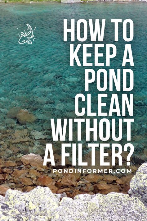 Small Diy Pond, Clear Pond Water, Pond Filter Diy, Plastic Pond, Pond Filter System, Clear Pond, Diy Ponds Backyard, Container Pond, Small Water Gardens