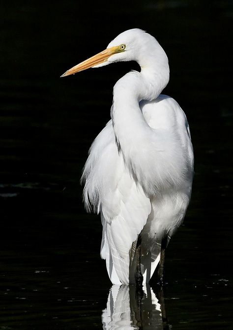 Darkness Painting, Heron Photography, Crane Painting, Heron Art, Coastal Birds, Southern Art, White Crane, White Egret, Herons