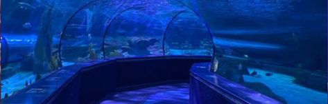 Aquarium Banner Gif, Aquarium Header Twitter, Aquarium Aesthetic Banner, Ocean Header, Ocean Banner, Discord Banner Ideas, Disc Banner, Header Ideas, Blue Banner