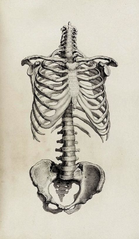 Pin by Carlos Eduardo on Treinar desenho in 2022 | Human anatomy art, Anatomy art, Medical art Face Practice, Medical Drawings, Vintage Anatomy, Skeleton Anatomy, Skeleton Drawings, Human Anatomy Drawing, Human Skeleton, Human Anatomy Art, Anatomy Sketches