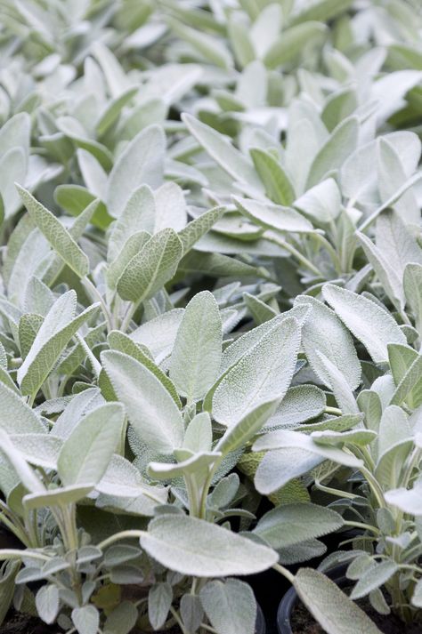 Types Of Sage, Sage Plants, Growing Sage, Sage Aesthetic, Sage Herb, Sage Green Aesthetic, Sage Plant, Salvia Officinalis, Sage Green Wallpaper