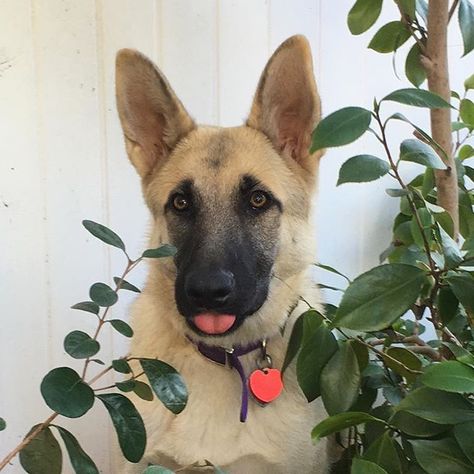 Maya is a blonde German shepherd!! Blond German Shepherd, Blonde German Shepherd, German Shep, German Shepards, Shepherd Dogs, St Bernard, Lil Baby, German Shepherd Puppies, German Shepherds