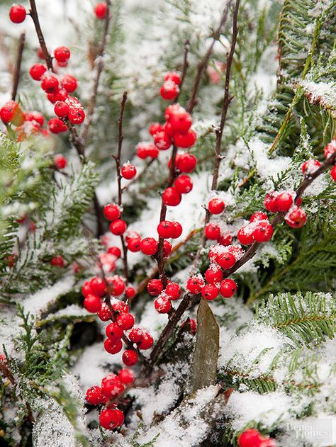 Winterberry or deciduous holly punctuates winter with its showy berry display that draws the eye, no matter where it sits in the landscape. Unlike the evergreen holly that boasts the glossy green foliage and bright red berries, winterberry sheds its leaves each autumn. Hydrangea Pruning, Winter Window Boxes, Colorful Shrubs, Winter Shrubs, Hydrangea White, Twig Dogwood, Garden Winter, Hydrangea Blue, Oakleaf Hydrangea