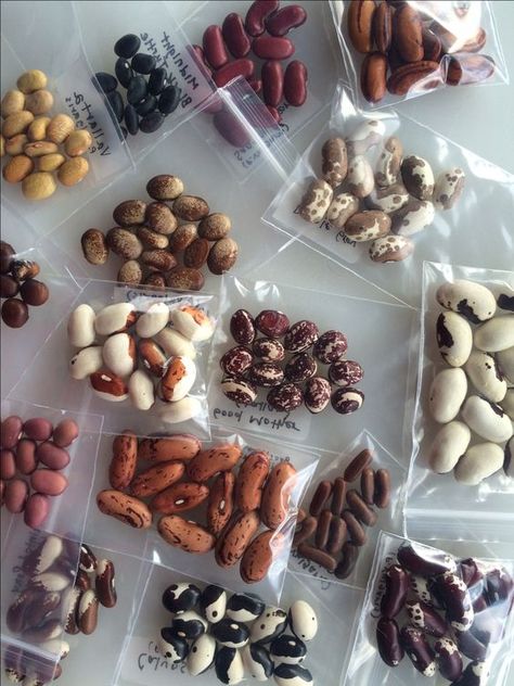 rare bean swap, How to Get Started Collecting & Growing Rare and Heirloom Seeds - How to Grow Rare Seeds | Whole-Fed Homestead Heirloom Garden, Saving Seeds, Seed Storage, Starting Seeds, Seed Collection, Rare Seeds, Bean Seeds, Seed Bank, Vegetable Seeds