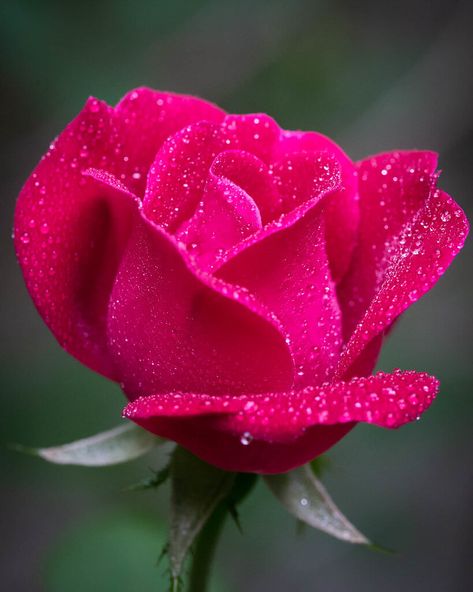 Rose Pic, Morning Rose, Rose Flower Pictures, Rose Gold Wallpaper, Red And Pink Roses, Beautiful Pink Roses, Beautiful Red Roses, Rose Images, Rose Pictures