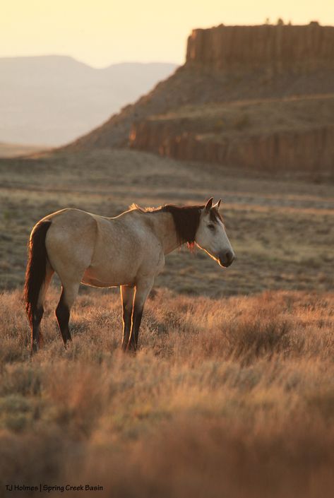 Wild Horses Aesthetic, Mustang Horse Wallpaper, Wild Horse Photography, Mustang Horse Aesthetic, Cool Horses, Mustangs Horse, Wild Mustang Horses, Western Animals, Horse Landscape