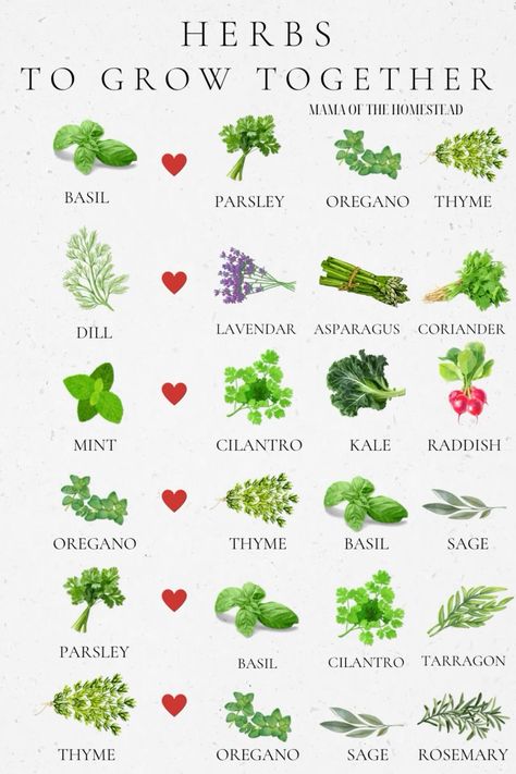 Garden Design Herbs, Fresh Herb Garden, Herb Garden Landscape, Healing Garden Design Plan, Medicinal Herb Garden Layout Raised Beds, Spice Plants Herbs Garden, Home Gardening Ideas Flowers, Herb Garden In Ground, How To Make A Herb Garden