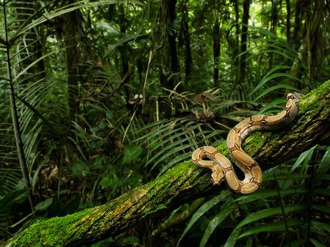 Rainforest Creatures, Jungle Images, South American Rainforest, Mossy Tree, Amazon Forest, Jungle Life, Snake Wallpaper, Rainforest Animals, Tropical Animals