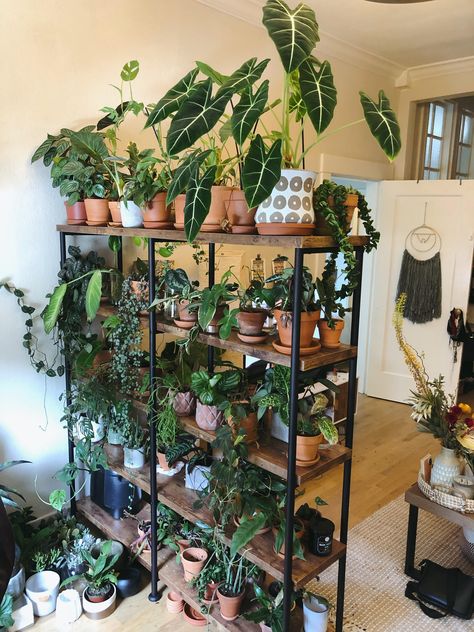 Display Shelf With Plants, Indoor Plant Lighting Ideas, Indoor Plant Shelf Ideas, Plant Shelving, Plant Shelf Ideas, Plant Space, Tall Plant Stand Indoor, Indoor Plant Shelves, Plant Display Ideas