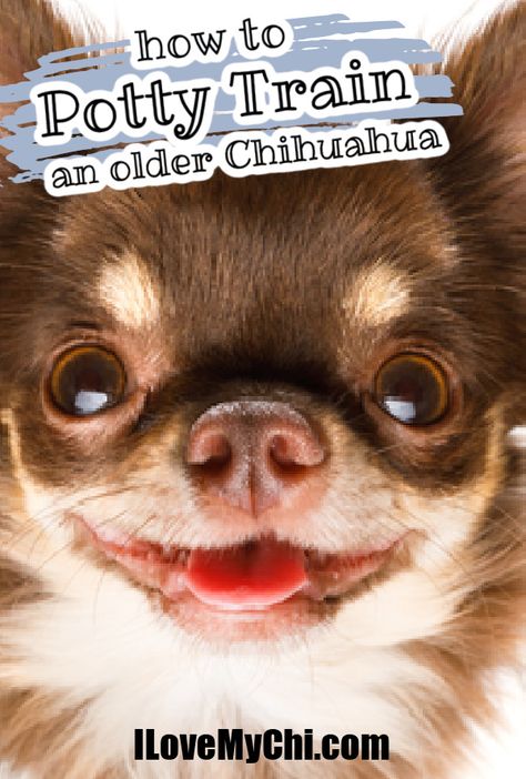 Just because your Chihuahua is older doesn't mean they can't be potty trained. This article will show you exactly how to do it. Chihuahua Puppy Training, Dog Flea Remedies, Silly Puppy, Chihuahua Training, Flea Remedies, How To Potty Train, Dog Potty Training, Pet Hotel, Dog Potty